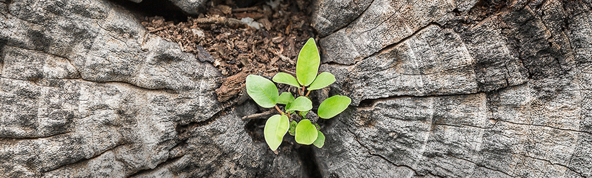 Biodiversität